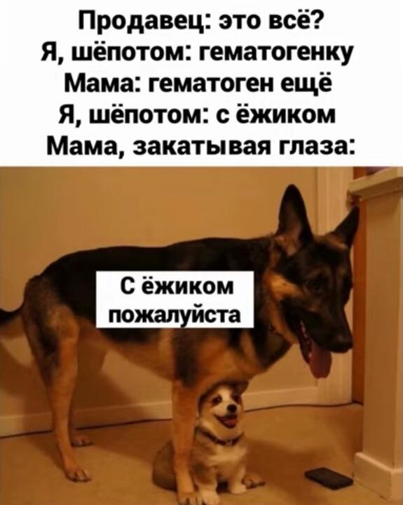 Интересный факт: корги являются овчарками