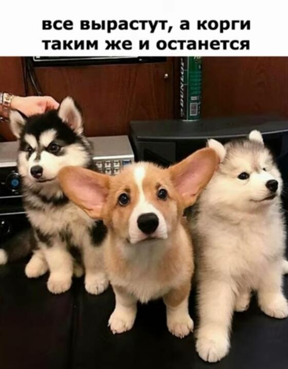 Мем без подписи