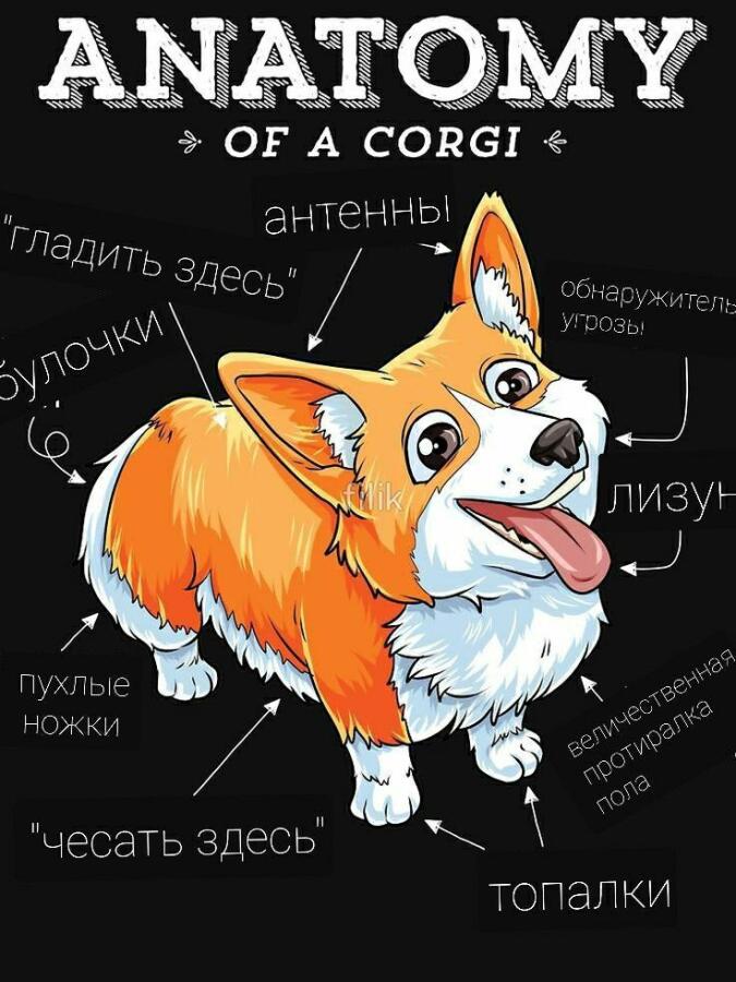 Анатомия корги