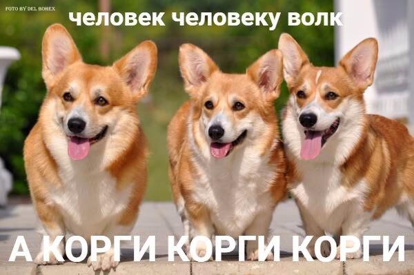 Мем от Lord of the Corgi