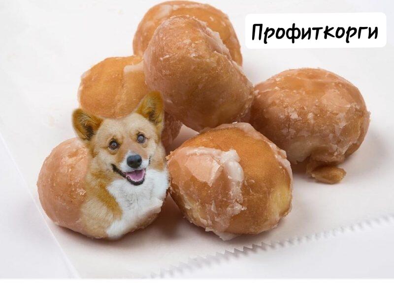 Корги еда