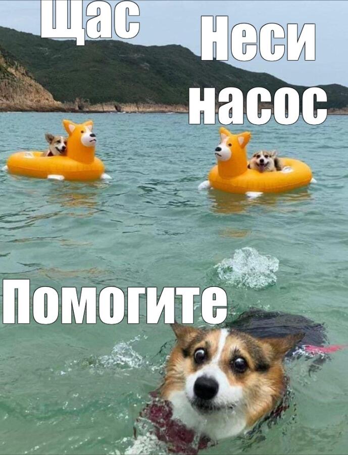 Хьюстон, у нас проблемы. Корги идёт ко дну! Повторяю, корги идёт ко дну!