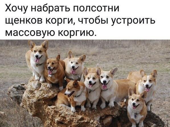 Мем от Lord of the Corgi