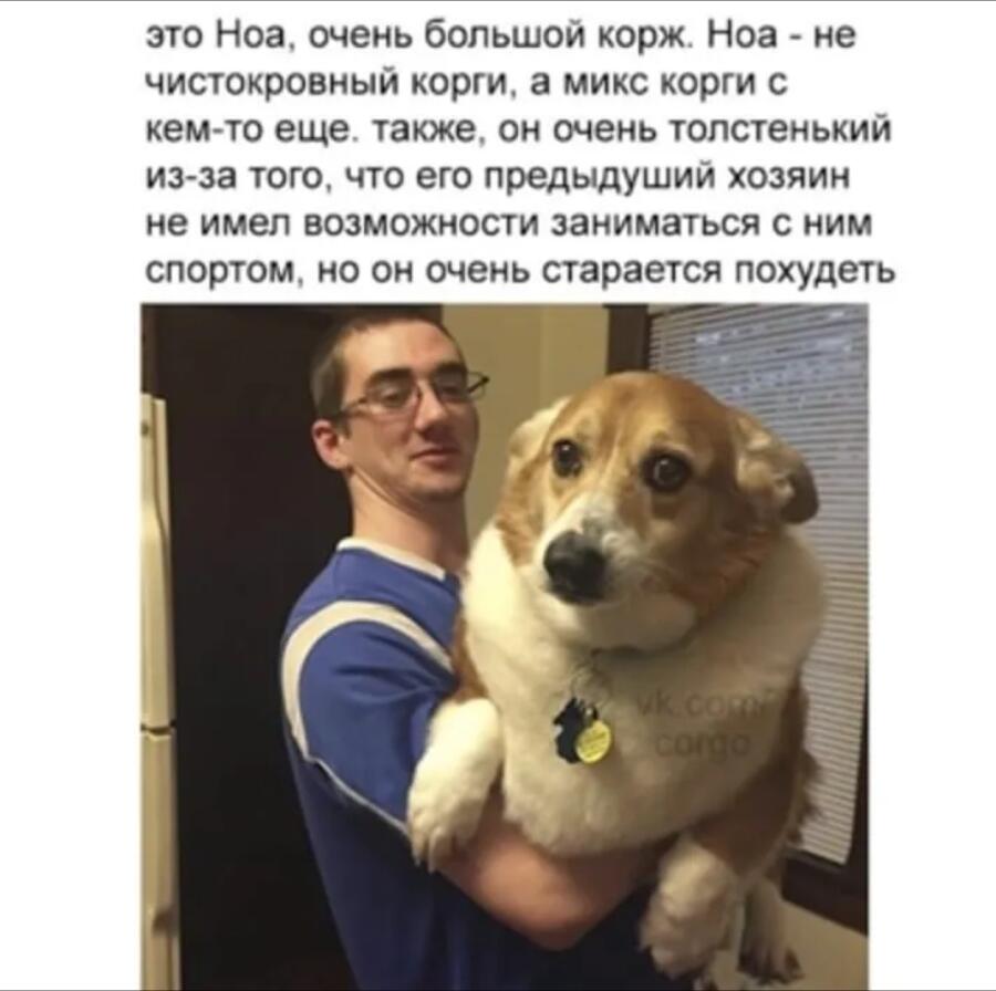 Все мы немного Ноа