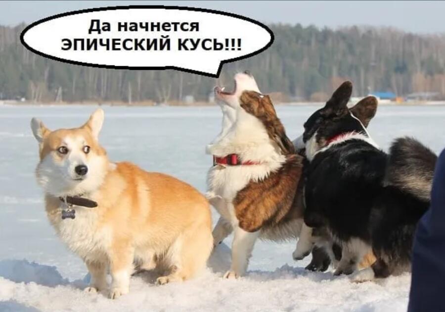 Начало битвы за Величайшую Косточку, фото в цвете