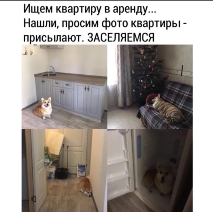 Надеюсь, корги в комплекте