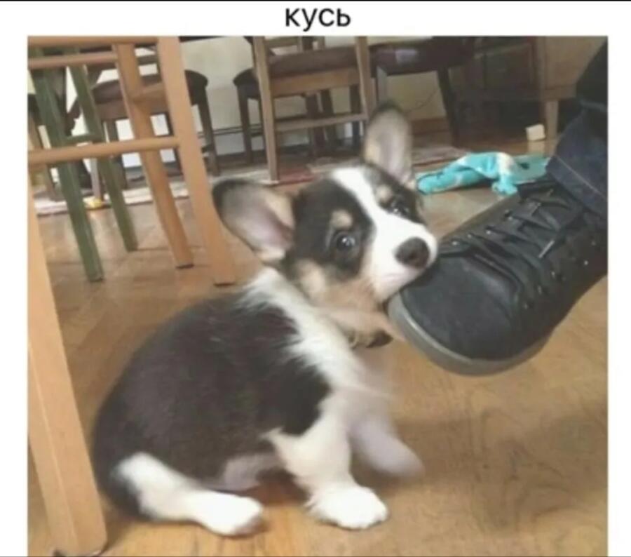 Такому и бочок дать укусить не страшно