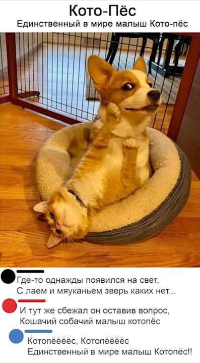 Мем без подписи