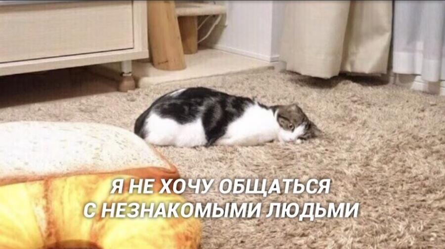 Котик интроверт