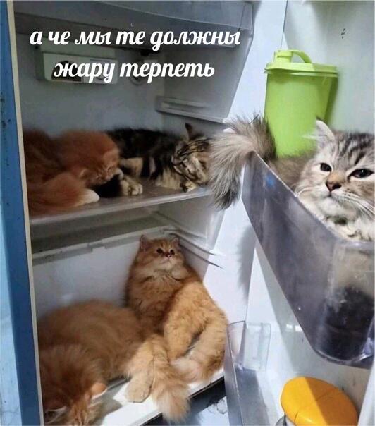 Мем от жабук