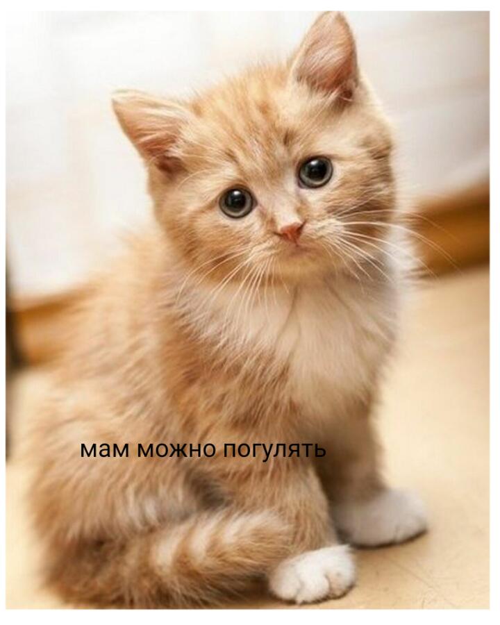 Мем с котами