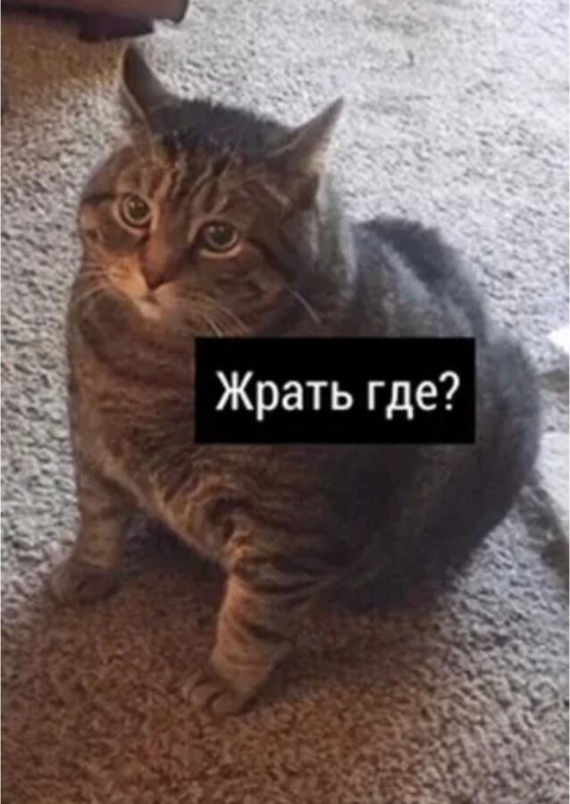 Если котик попросит меня его покормить 
Я не в чём не откажу, я не в чём не откажу, я не в чём не откажу ХЭЙ