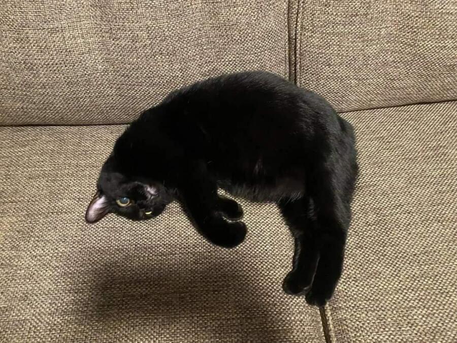 Левитириющий кот