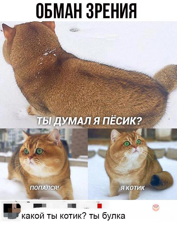 Мем от Китя жрёт мандарины