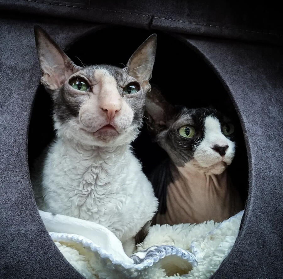 Смешные котики