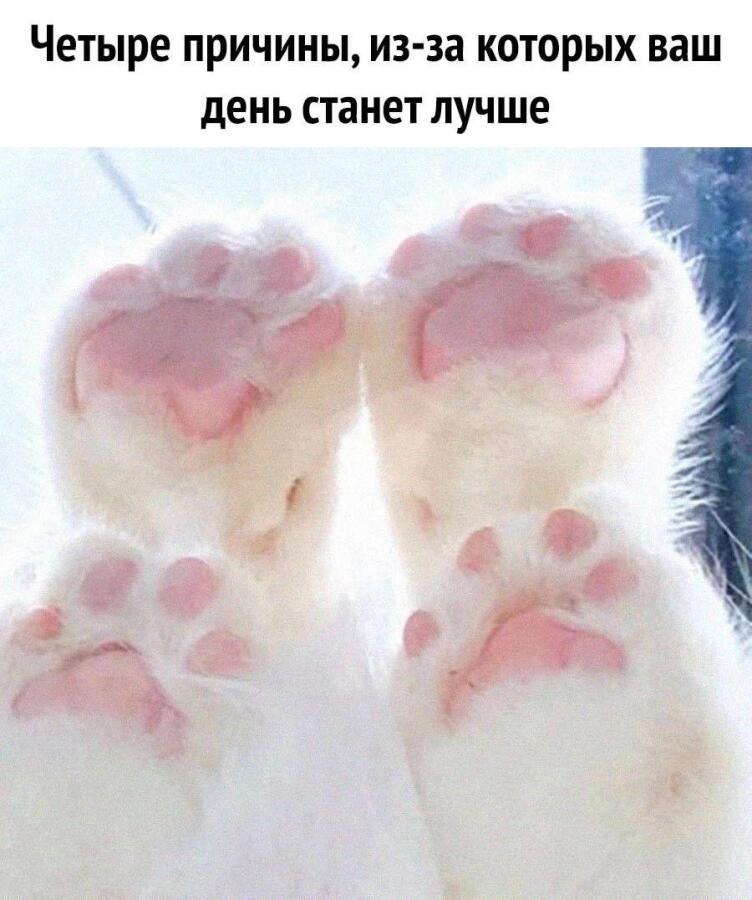 Мем от Китя жрёт мандарины