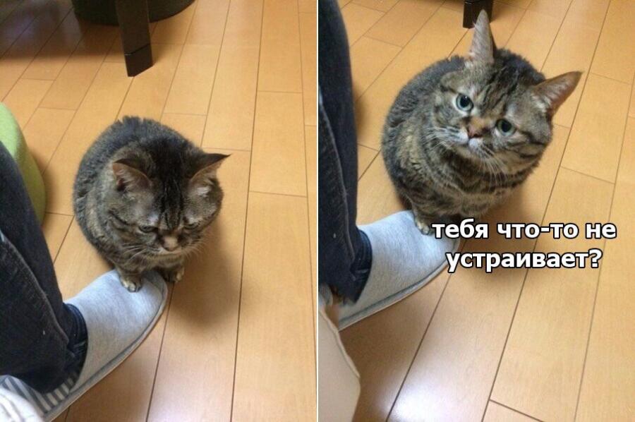 Мем от Коты + мемы=мемы с котами