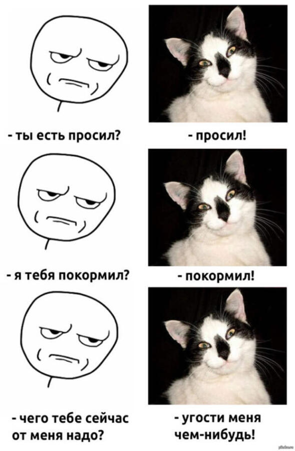 Мем от Коты + мемы=мемы с котами