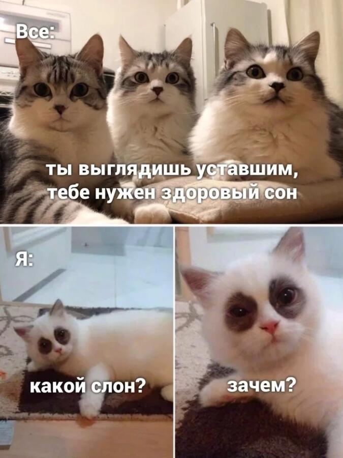 Мем от Коты + мемы=мемы с котами