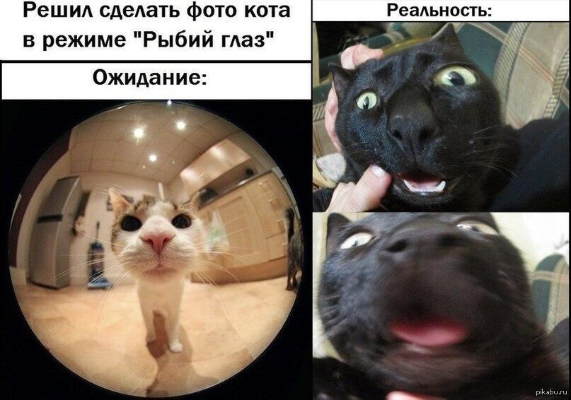 Мем от Коты + мемы=мемы с котами