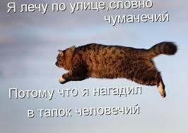 Мем от CATs