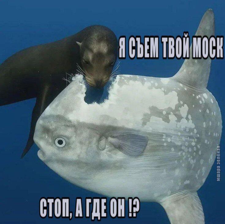 скоро статья про эту рыбину...