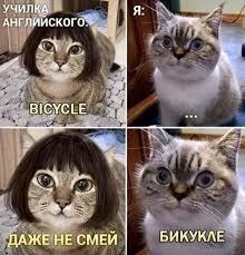 Немного мемов с котиками)