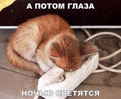 Подборка мемов с котиками #3