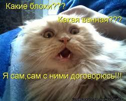 Подборка мемов с котиками #4