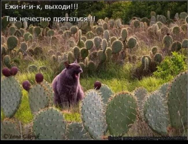 Подборка мемов с котиками #5