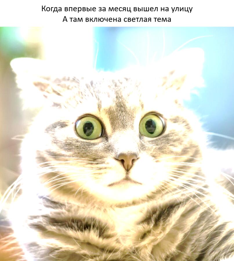 Мем от LazyCat