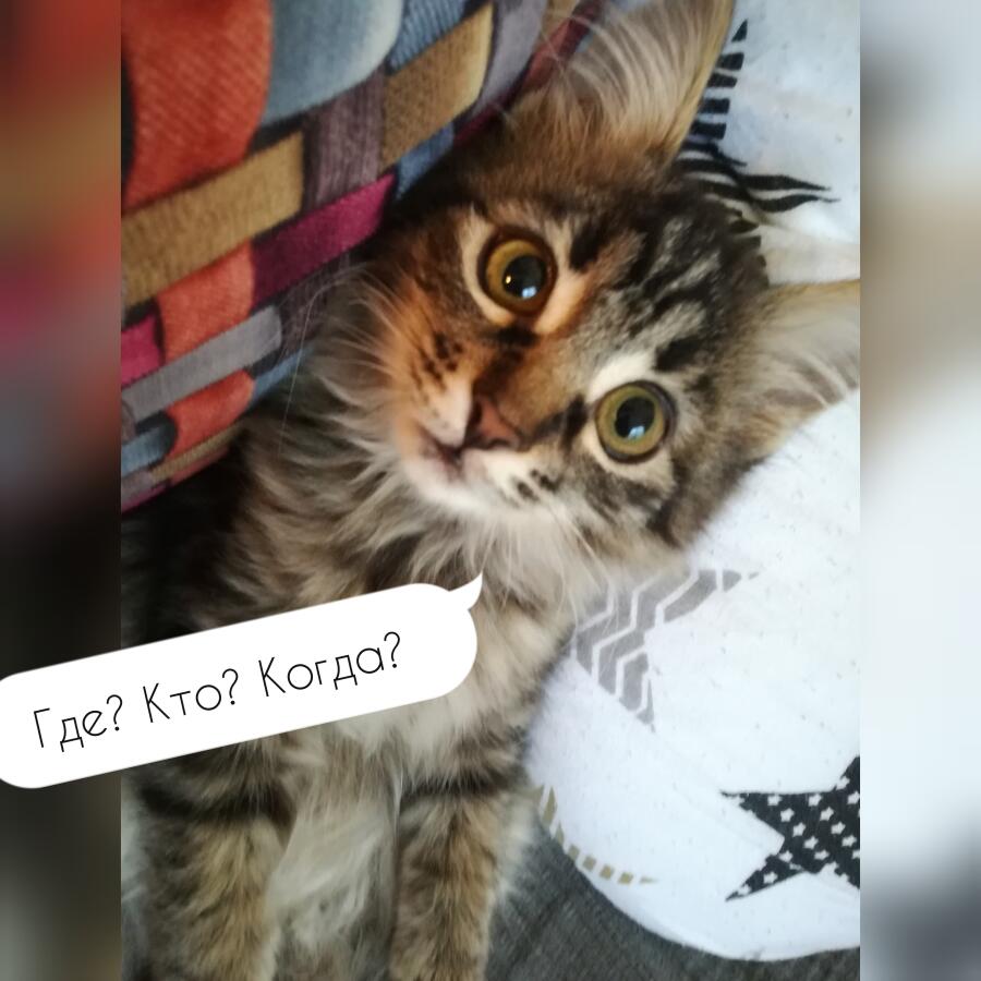 Я: говорю что-то про кошачий корм.
Моя кошка: