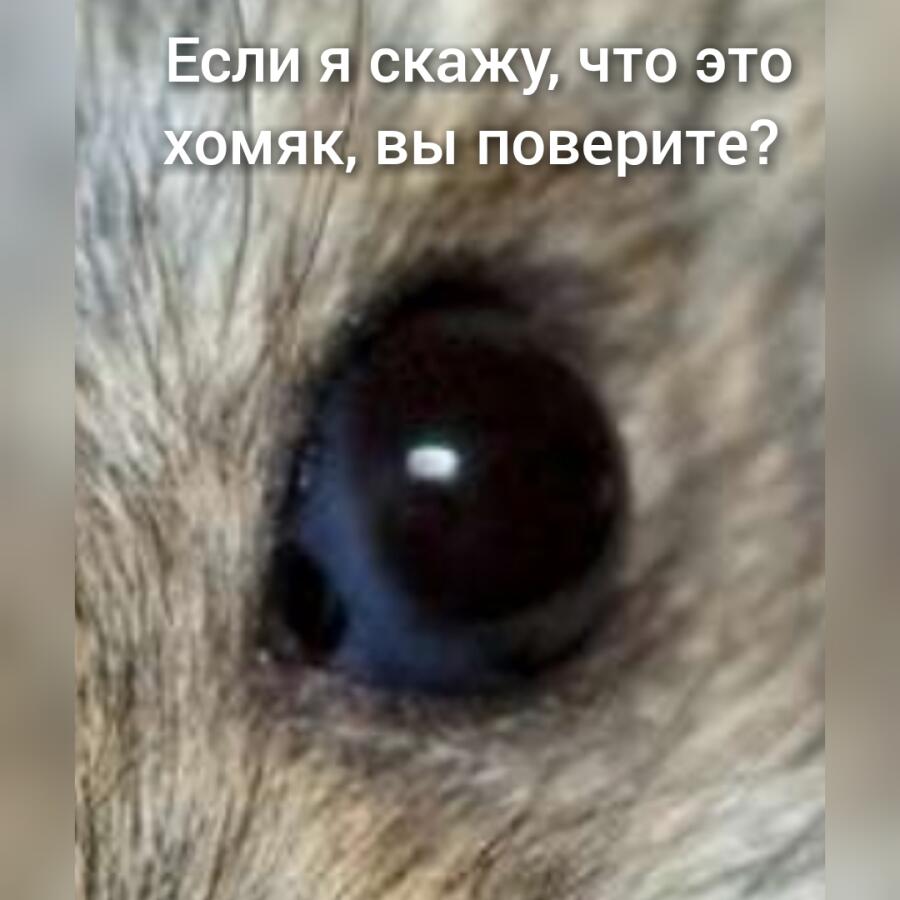 Это хомяк, а не крыса. У меня были такие