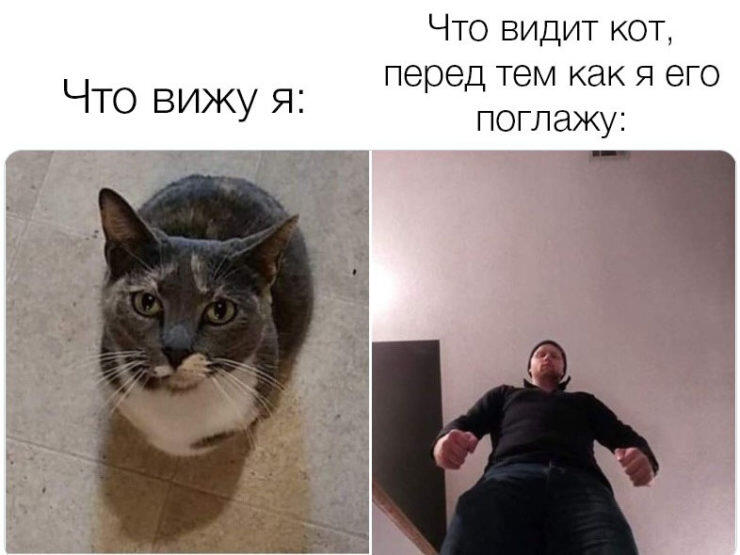 У вас есть кот?