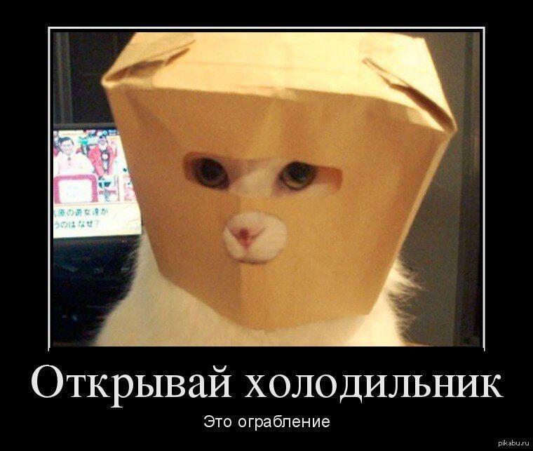 Я: иду на кухню 
Кот:
