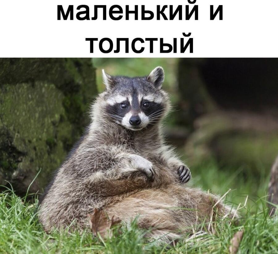 Природа барсуков удевительная