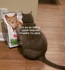 Мем от Kote