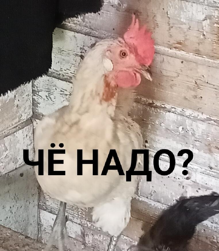 Чё надо?