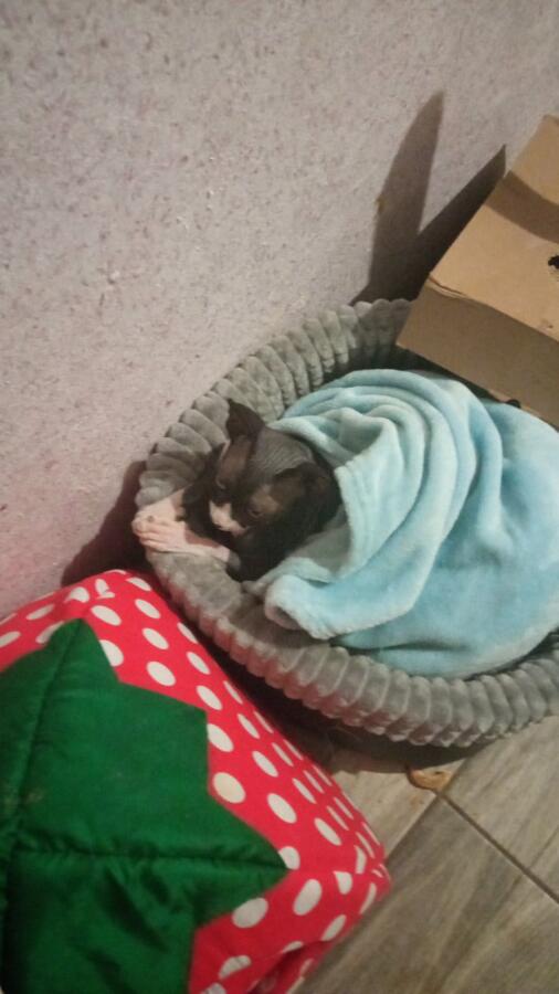 Кот: будит меня
Так же кот: ну вы как хотите но я спать