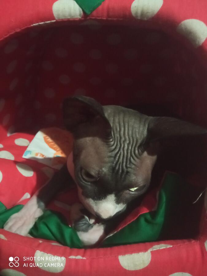 Я: -этот Наруто (имя моего кота) меня уже бесит!
Так же я: я купила ему 2 мисочки для еды, когтеточку, домик в виде к
