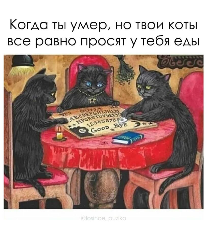 Наташ, тебя тут котики вызывают...