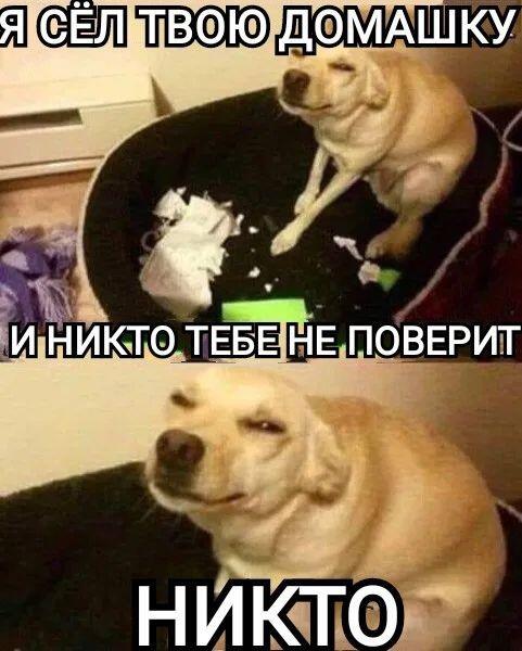 Герой миллионных рассказов наконец-то показал себя встречайте... 
°•СОБАКА•°
