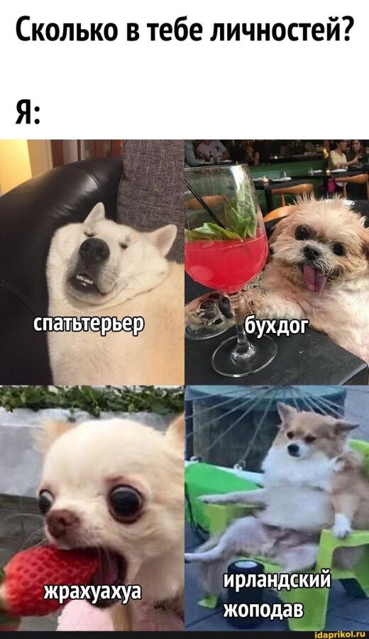 Виды собак: