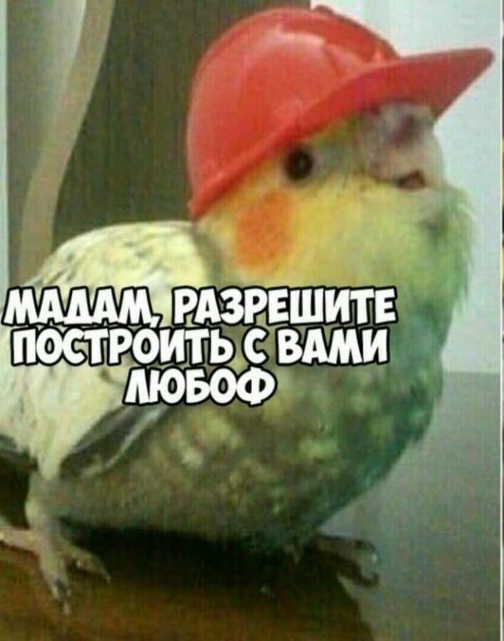 Попугайчик хочет что то тебе сказать