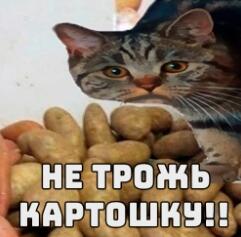 Пов: я когда моя кошка идет красть картошку чтоб начать катать её по всему дому