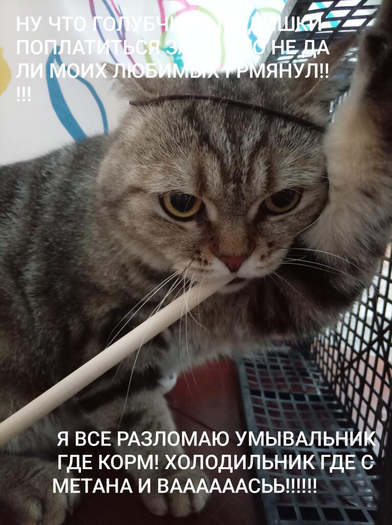 Мем без подписи