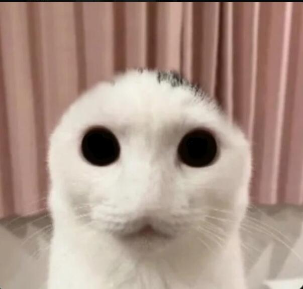 Я: начинаю играть с котом 
Тем временем кот: