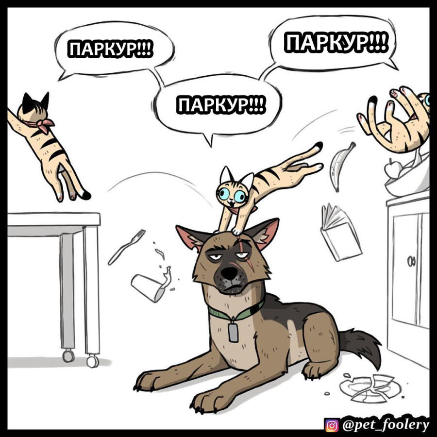 коты днём: СПААААААААТЬ
коты в 3 часа ночи: