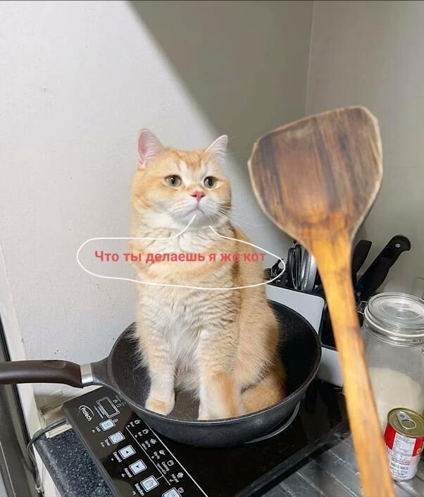 Прожарка кота