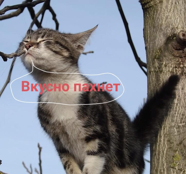 Мем от Morinka УРА ЛЕТО